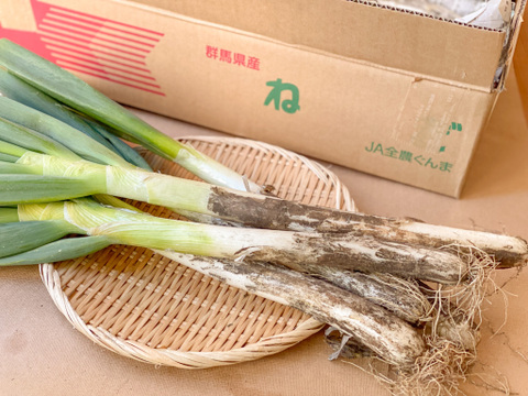 【破格のお値段！業務用向け】寒さで甘味を蓄えた新鮮長ネギ（お徳用５kg・約３０〜４０本入り）