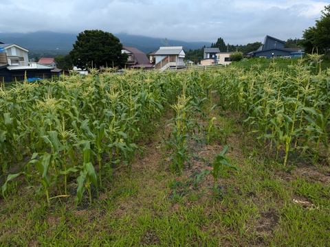 きよさんが旬のお野菜をセレクト！【農薬不使用！】季節の野菜セット（5種類程度）