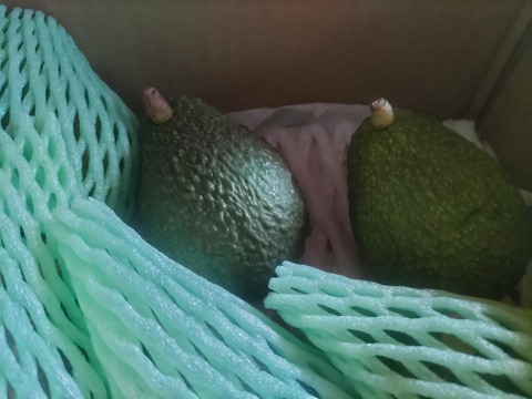 奇跡の国産「愛媛アボカド」愛媛県産約1㎏