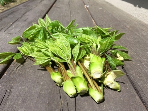 【妙高の自然たっぷり】春の山菜セット 60サイズにいっぱい （500グラム程度）
