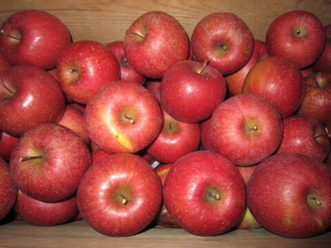 お買い得 サンふじ 家庭用 総重量 約9.5kg 青森県 南部地方産 自家りんご農園生産直送品！