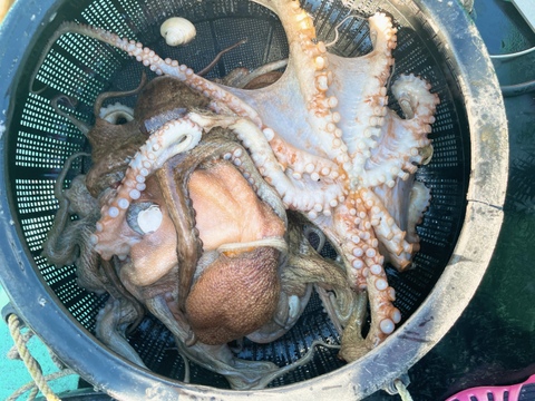 青空レストランで紹介【太東・大原産マダコ】生タコ500g以上