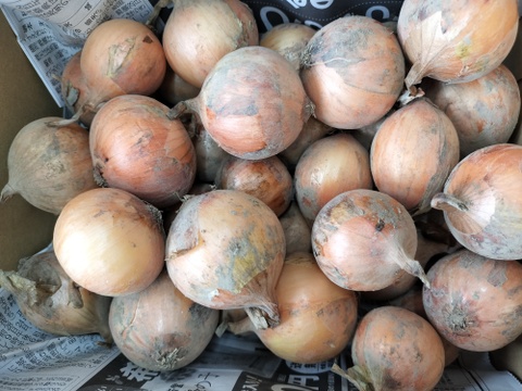 今年は豊作！農園自慢のペコロス（小たまねぎ）　1.8ｋｇ　パチャママ農園