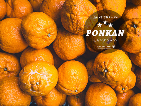 ★豊作セール★【訳ありBセレクション】熟成 今津ポンカン4.5kg