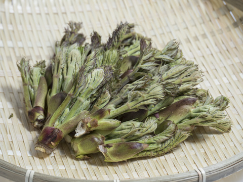 【つきと様専用】天然山菜　たらの芽150ｇ　詰め合わせ500g