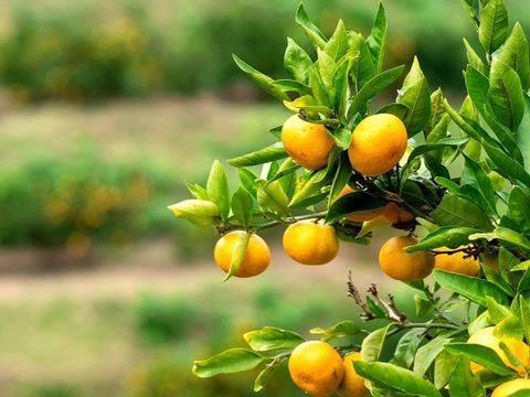 【ご家庭用】瀬戸内早生みかんお試し１ｋｇ 農薬不使用 自然栽培 愛媛県産