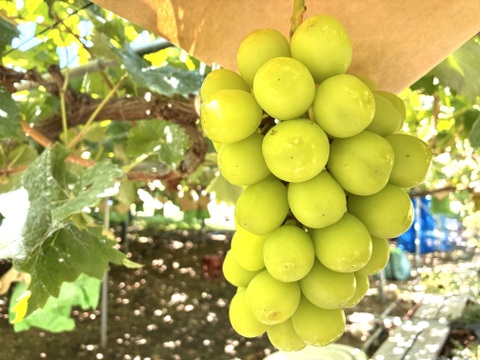 限定1点ﾓﾉ！:特大超大粒1房700g！☆山梨県産シャインマスカット贈答　ギフト　家庭用にも　予約No.12