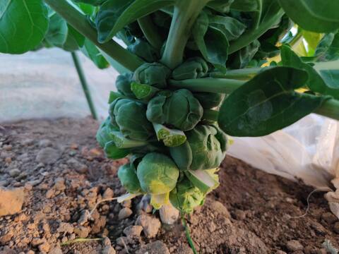 ✨農薬・化成肥料不使用の新鮮芽キャベツ約300g+コカブ約1㎏✨冬の温かい食卓セット😊