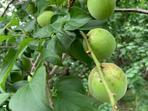 まじりっけなし！梅シロップ梅酒に最適！『色づき白加賀』5kg 自然栽培の梅。様々なレシピに。農薬不使用