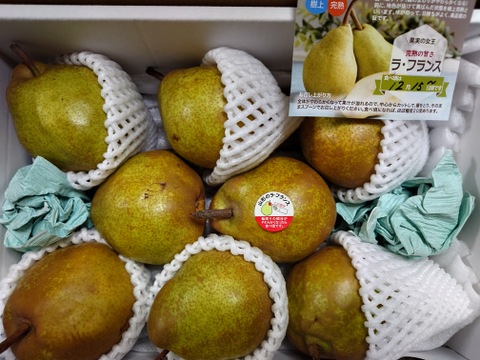 【訳あり、家庭用】ラフランス  サイズ混合　２キロ(6〜10玉)