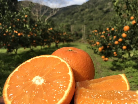 甘うま溢れる！奄美たんかん（10kg・ご家庭用）