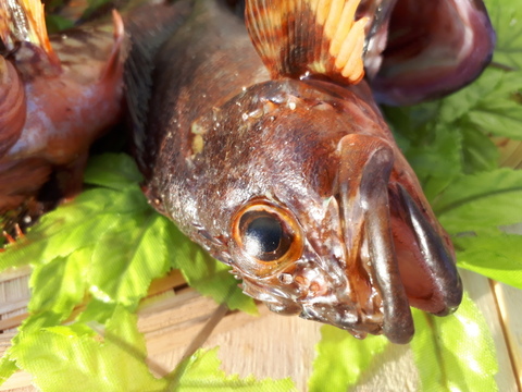 レア魚 カサゴ 小ぶりでも旨い 5 60 鳥取県産 食べチョク 農家 漁師の産直ネット通販 旬の食材を生産者直送