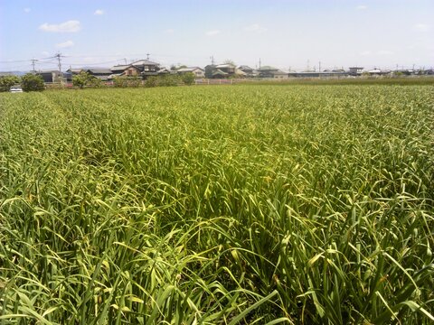 放し飼いのロイヤル健康たまご(特定飼育卵)