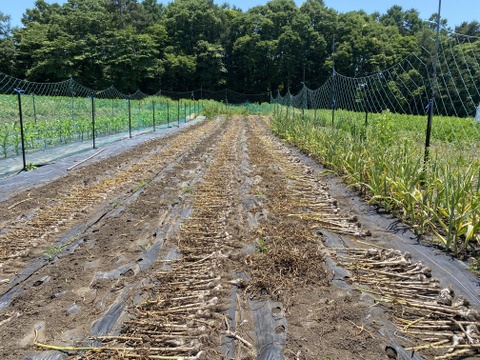 【通年完全農薬不使用栽培】免疫力アップに！
にんにく　小玉　1000g