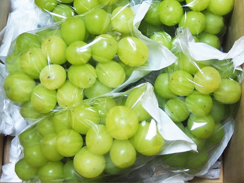 長野県認証/特別栽培相当 シャインマスカット800g（2-3房）（信州の環境にやさしい農産物認証50）