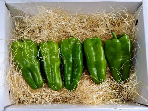 🫑野菜嫌いが吹っ飛ぶ🫑『下剋上ピーマン』400年土壌の栄養を最大限享受したブランドピーマン💡寛永鶴見ブランド1kgお試しキャンペーン💪2026年度予約☘️