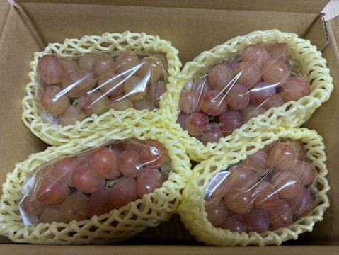 ヌーベルローズ 規格外（３〜５房）　種無し・皮ごと　９００g〜１kg☆９月下旬から発送☆