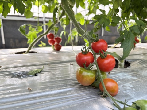 【夜市限定】【とまほっぺ】フルティカトマト 1kg｜愛媛・久万高原直送