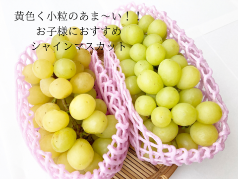 【黄色い小粒】シャインマスカット【完熟1kg】