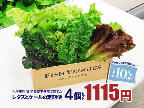 新鮮採れたて！化学肥料/化学農薬不使用だから安心して食べられる！レタスとケールの定期便 4個セット