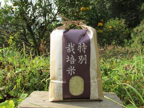 有機JAS認証【農薬不使用「にこまる」白米5kg】コシヒカリを超えた美味しさ 2024年兵庫県産「タガメの里・自然米」