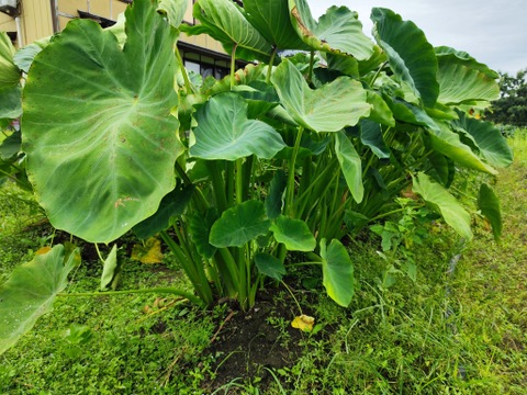 【サトイモ】栽培期間中農薬不使用 希少在来種 ねっとりもっちり「餅っちり芋」（もっちりいも）