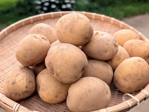 《規格外》品種：普賢丸（ふげんまる）２KG  五島列島産 自然農業での栽培