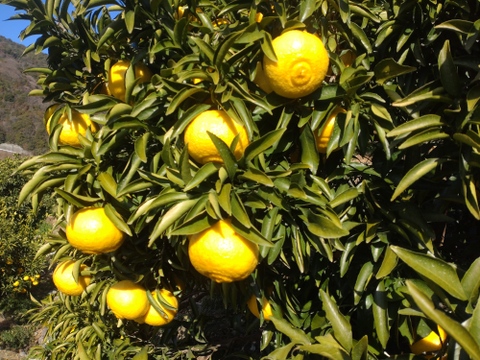 【柑橘食べ比べ】今だけ‼️柑橘詰め合わせセット🍊4.5kg(箱込み)