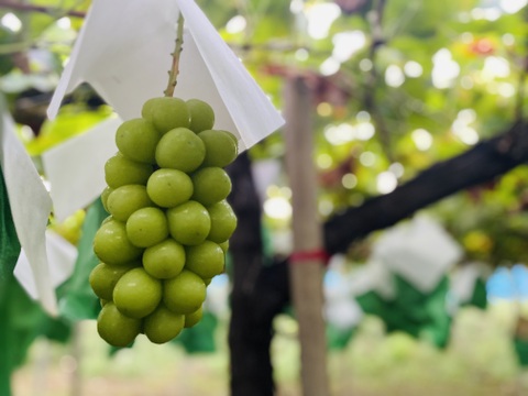 人気NO.1商品！！2025年★冷蔵★2㎏ 3～5房★種なしシャインマスカット★朝どれ　９月上旬より順次発送！生産量日本一の山梨県産★