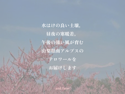 【8月下旬発送】桃好き必見！桃のリレーが楽しめる！季節の【桃】おうち用（もも）お試しセット 約2kg 約5~6玉
