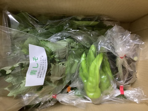 淡路島からお届けする新鮮野菜セット Sサイズ（6〜8品入り