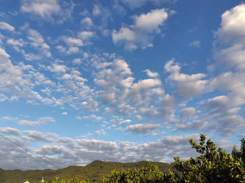 【真っ白な雪さん限定】三ヶ日早生みかん「ブサ皮くん」5kg