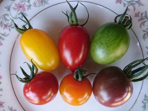カラフルで甘いミニトマトの詰め合わせ（１ｋｇ）＆　農家自家製ドライトマト（２５ｇ）のセット【トマト食べ比べ】