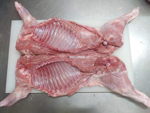 ウリ坊【丸焼き用】2400g