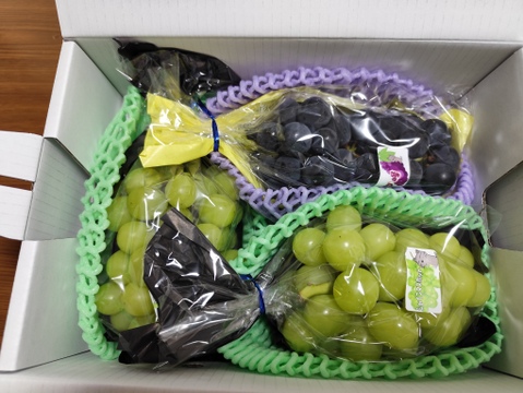 ※終盤になっておりますのでシャインのみになる場合がございます。お買い得!まるせい果樹園のぶどう　シャインマスカットと黒ぶどうor赤ぶどう　房の詰め合わせ(2~4房)  ob1