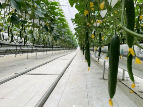 フルーツのような甘さ！みずみずしくておいしい！福島県須賀川市産『岩瀬きゅうり』　3kg