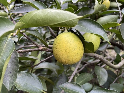 ライムとレモンのいいとこどり！レミ®