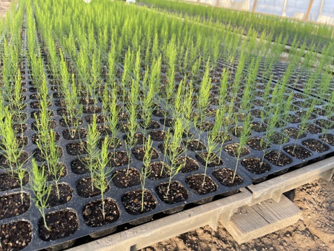 【北海道産】風のアスパラ 　栽培期間農薬不使用　サイズミックス500g