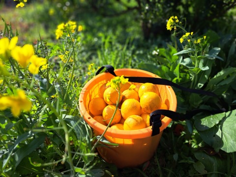 有機柑橘はるみ