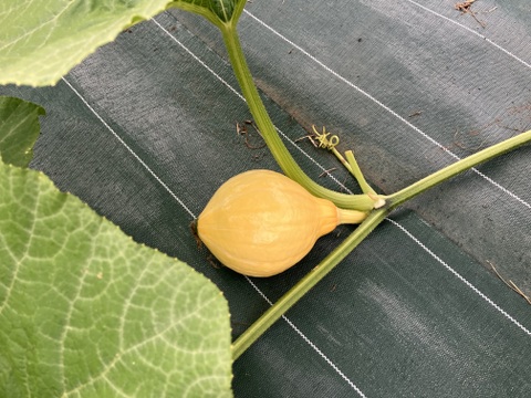 白川郷より 何が届くかお楽しみ♪旬の野菜セット【80サイズ5品以上】