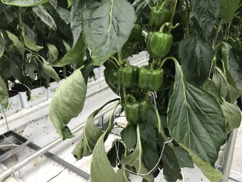 ふぞろい新鮮パプリカ（赤・黄）6個入