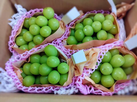【4房】#種なし#皮ごと食べれる！【完熟シャインマスカット 長野県産】（10月発送）