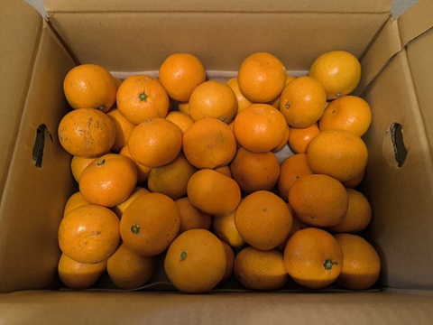 愛媛みかんの老舗厳選【小玉】『濃厚な旨みがギュッと凝縮』みかん 3.5kg 愛媛県川上産【冬ギフト】