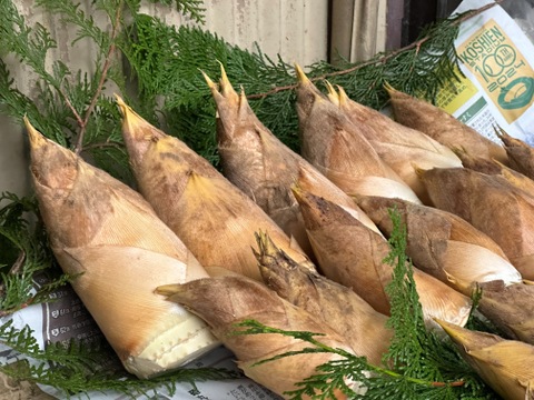 増量　完全天然物　竹の子　静岡県産　米ぬかつき　5キロ