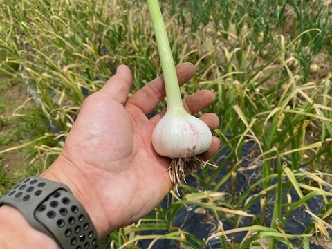 農薬・除草剤・化学肥料不使用 ニンニク にんにく 500g 石川県産 garlic