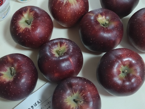 次は来年です🍎【色も濃い味も濃い】秋映3キロ箱6玉〜15玉サイズ 商品ID42530 りんご3兄弟 9月 10月 長野県 信州 安曇野 リンゴ 幻 幻のリンゴ 予約 希少 旬