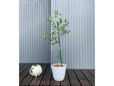 オリーブ 鉢植え 「ルッカ」 シンボルツリー 観葉植物