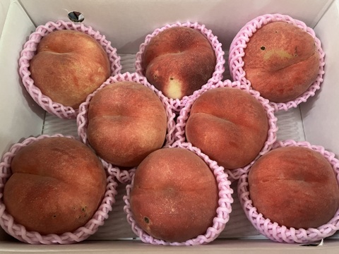 🍑レア品種 さくら白桃 3kg 8～14玉 家庭用 採れたて農家直送【朝どれ