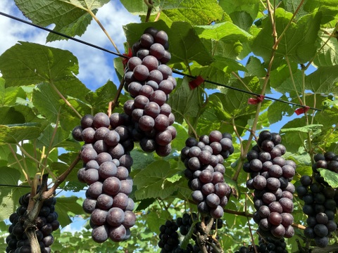 甘さ凝縮！濃厚ぶどうスチューベン（普段使いにピッタリ秀品）約2kg