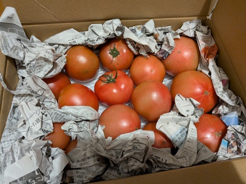 お母さんスタッフいちおし!!熊本県八代産訳ありトマト『おっぺしゃん』４kg